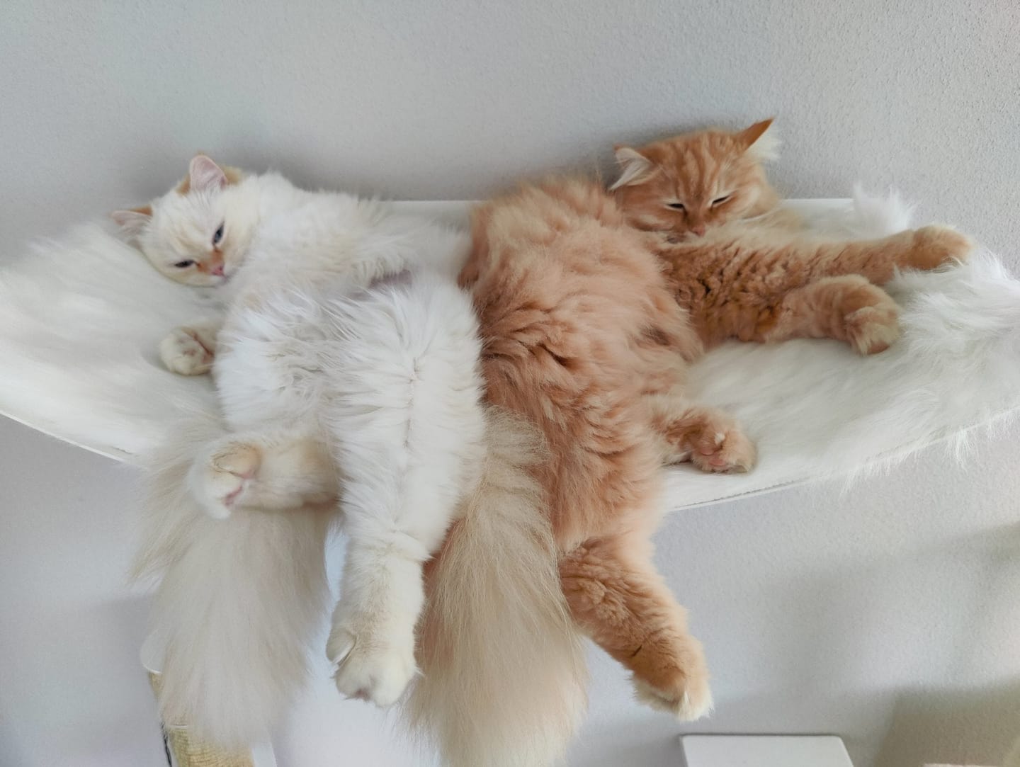 Customer photo review of STYA Katzen Kletterwand | XXL Hängematte WL170