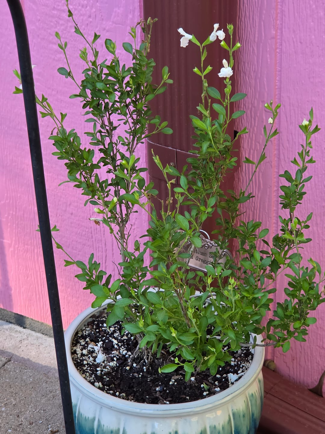 Customer photo review of Salvia Greggii 'White'