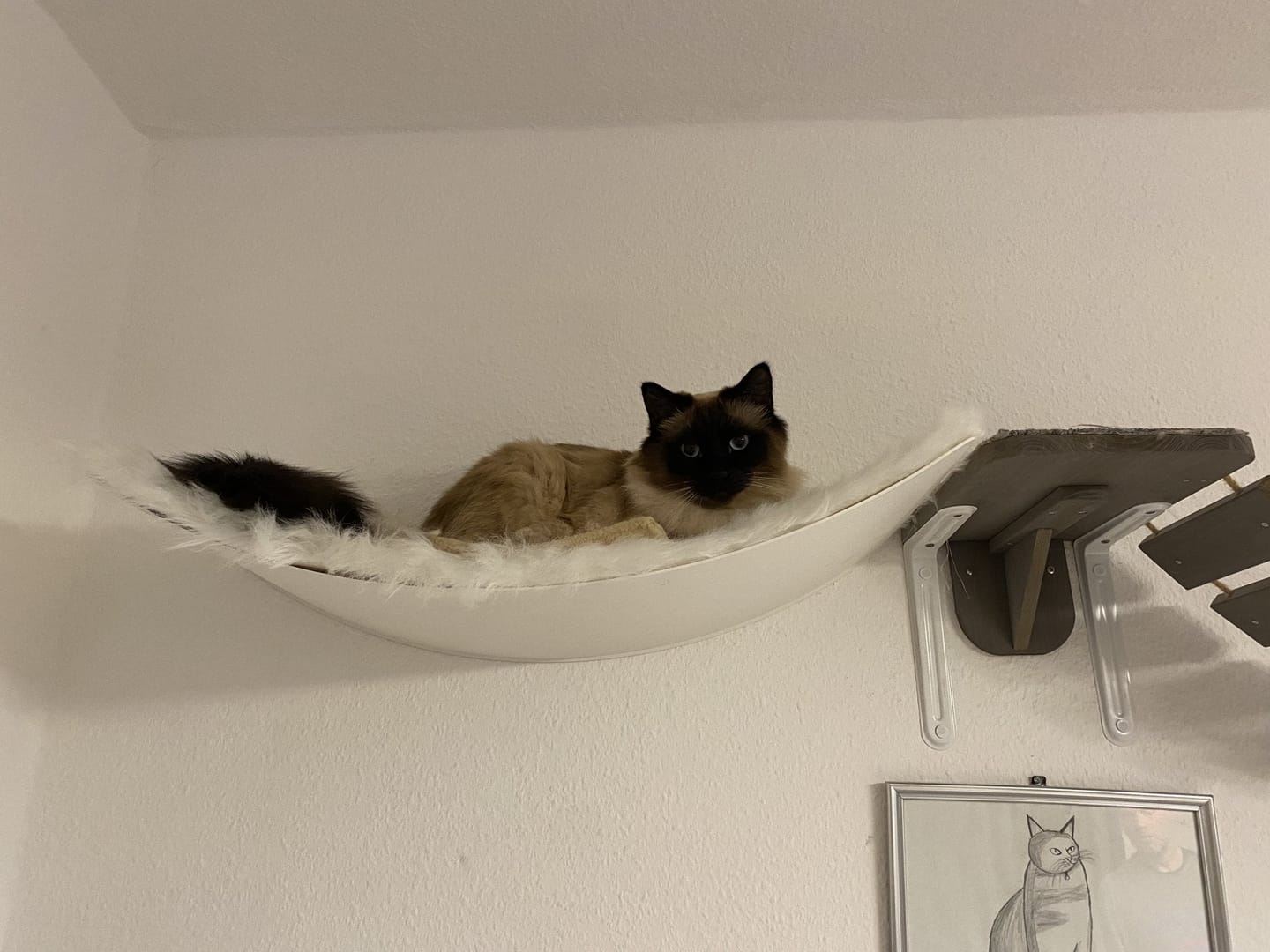 Customer photo review of STYA Katzen Kletterwand | XXL Hängematte WL170