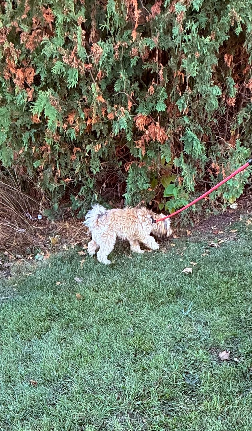 Customer photo review of Reflective Nylon Leash