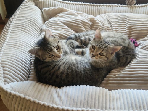 Zwei Katzen kuscheln in ihrem Körbchen