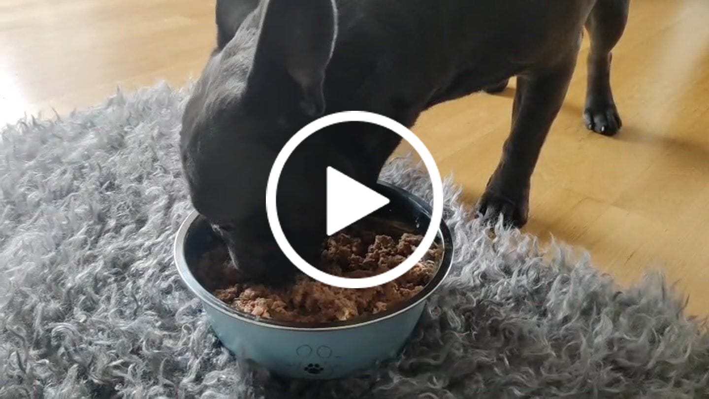 Customer video review of Frischfutter für Energiebedarf von 574 kCal/Tag