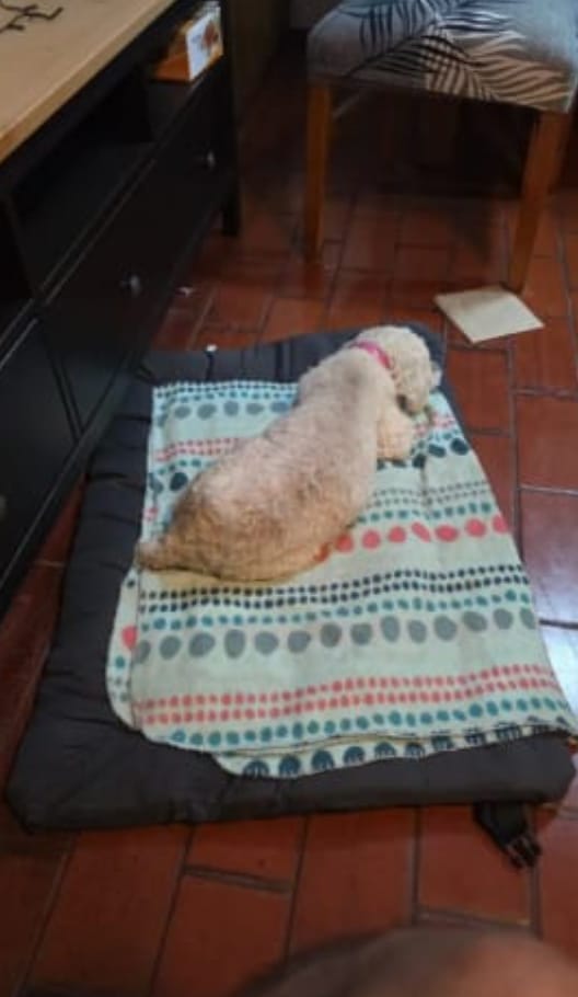 Customer photo review of Reise Nest 2-in-1 Hundebett für unterwegs