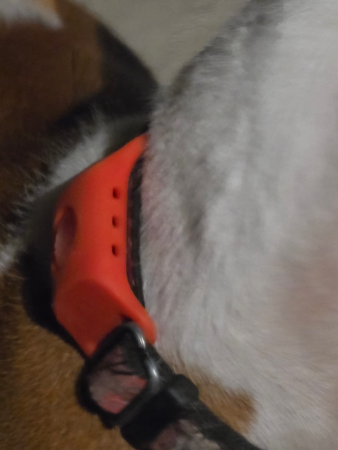 Customer photo review of FurLife™ 12 Months Flea and Tick Free
