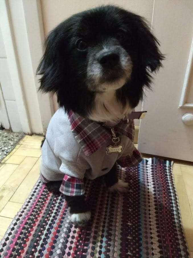 Customer photo review of Probioticos para perros