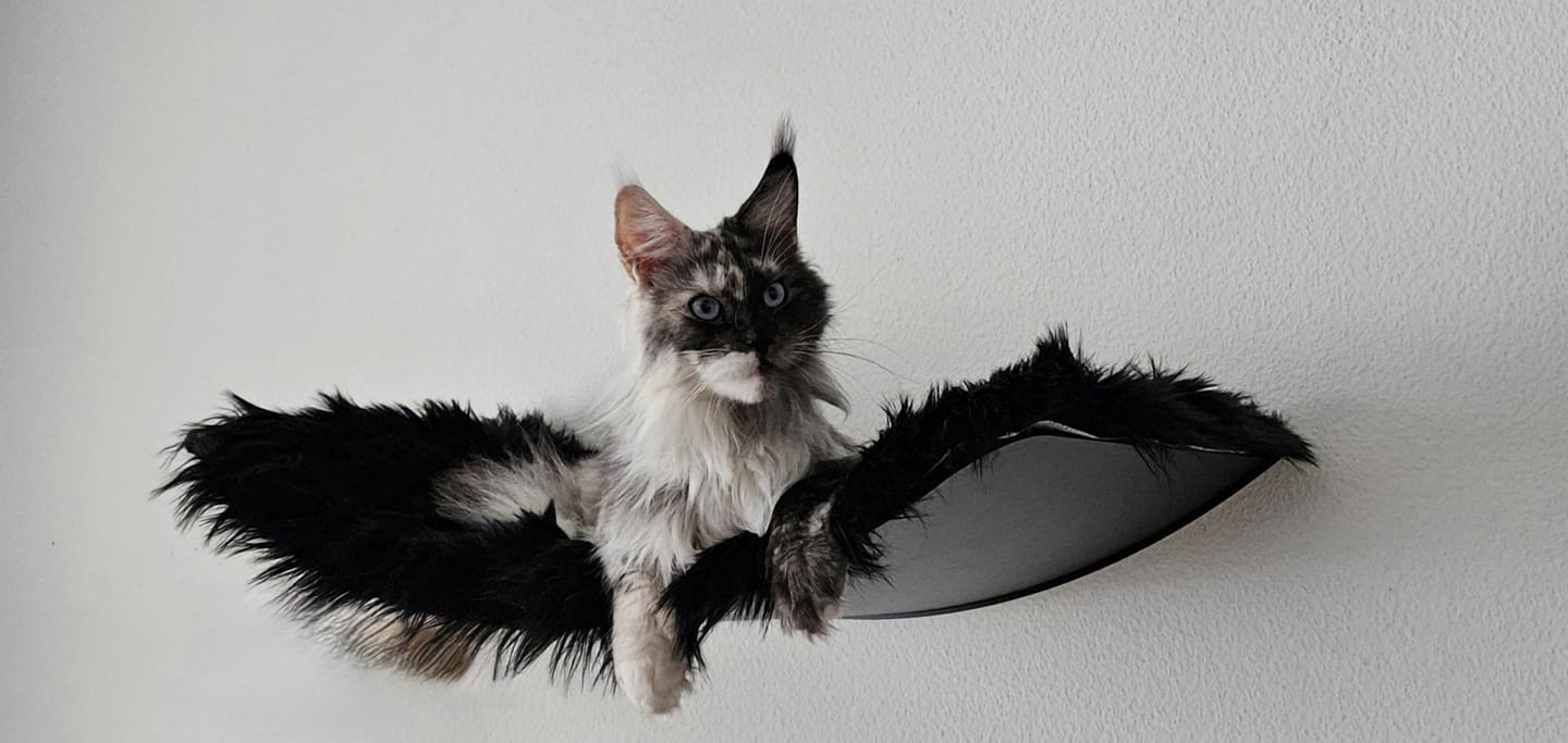 Customer photo review of STYA Katzen Kletterwand | XXL Hängematte WL170