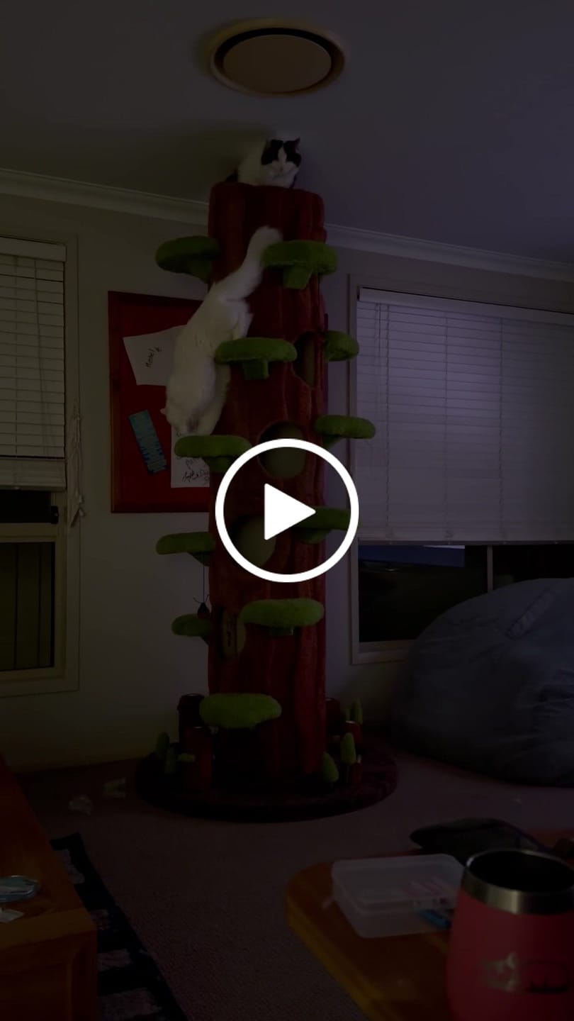 Customer video review of Multi-Functional Tree Hollow Structure Cat Tree 230cm | Deluxe Multi-Cat Tower