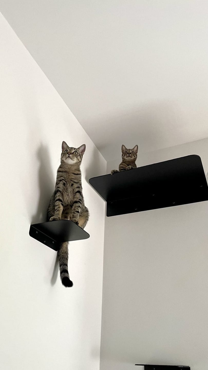 Customer photo review of STYA Katzen Kletterwand | Katzen Treppe WL340 | Mit 3 Stufen
