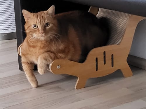 Rote Katze ruht auf ihrem Liegeplatz