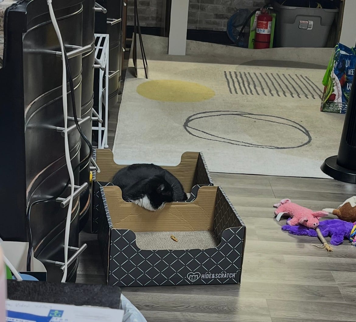 Customer photo review of Scratch Pad Refills for Hide & Scratch Box (or use on their own)
