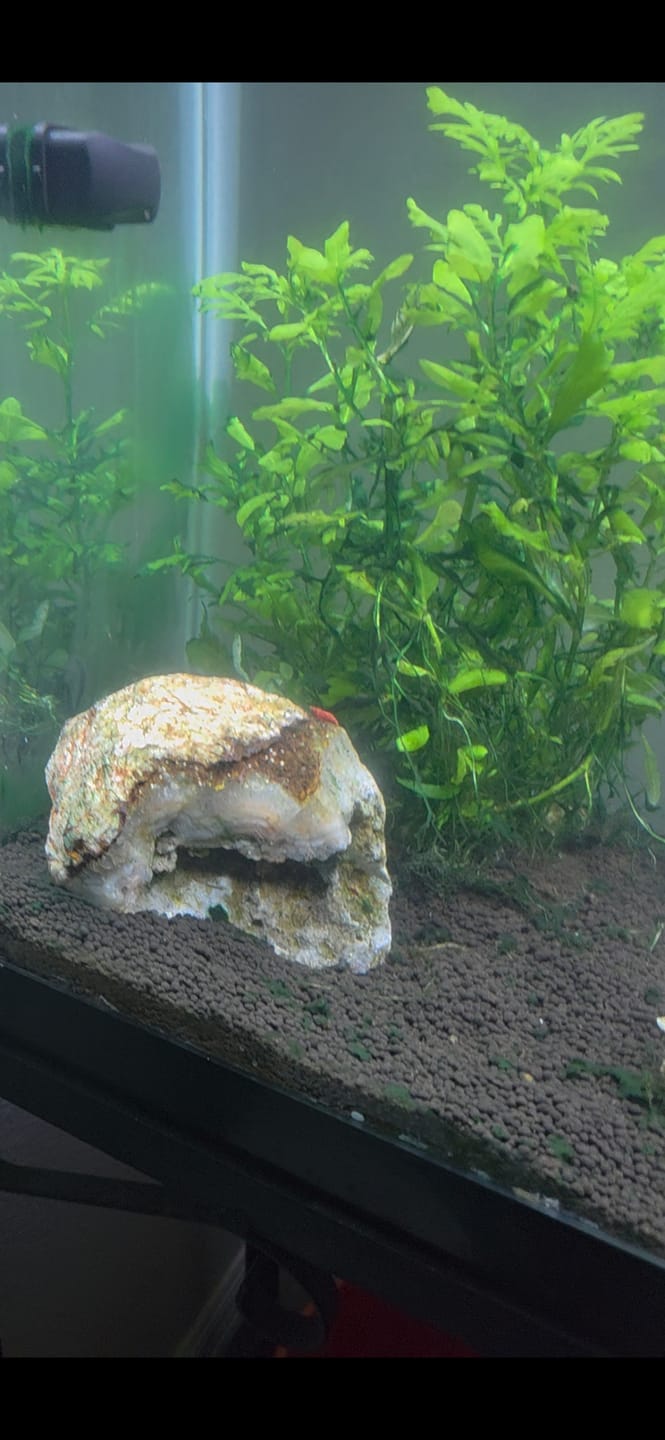 Customer photo review of Fire Red Cherry Shrimp (Bright Red Neocaridina)