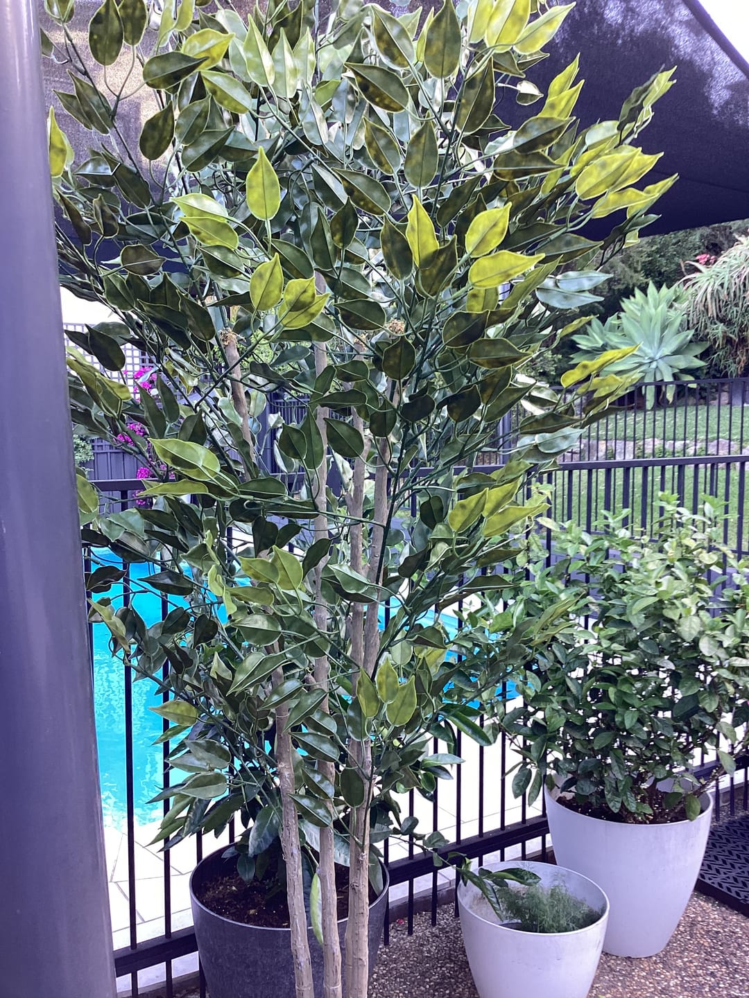 Customer photo review of Artificial Ficus Tree 180cm Nearly Natural UV Resistant