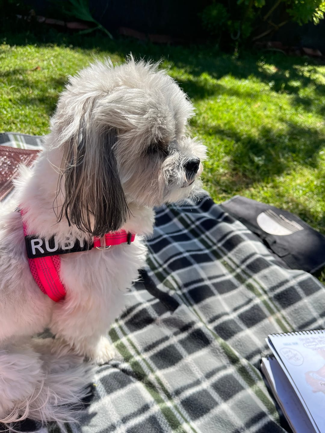 Customer photo review of The Good Dog Bungee Lead