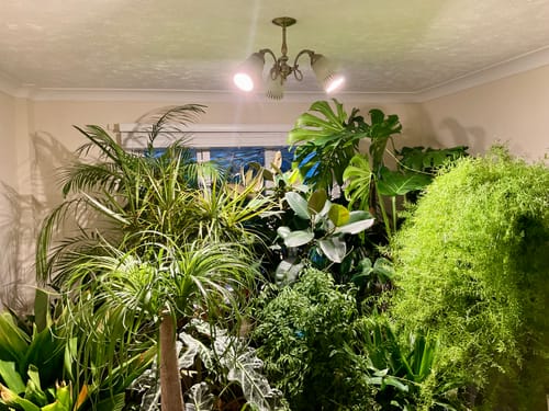 Customer photo review of Pianta LED Grow Light 3-Pack bundle