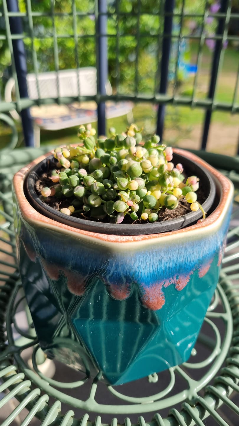 Customer photo review of Variegated String of Pearls - Senecio rowleyanus variegata