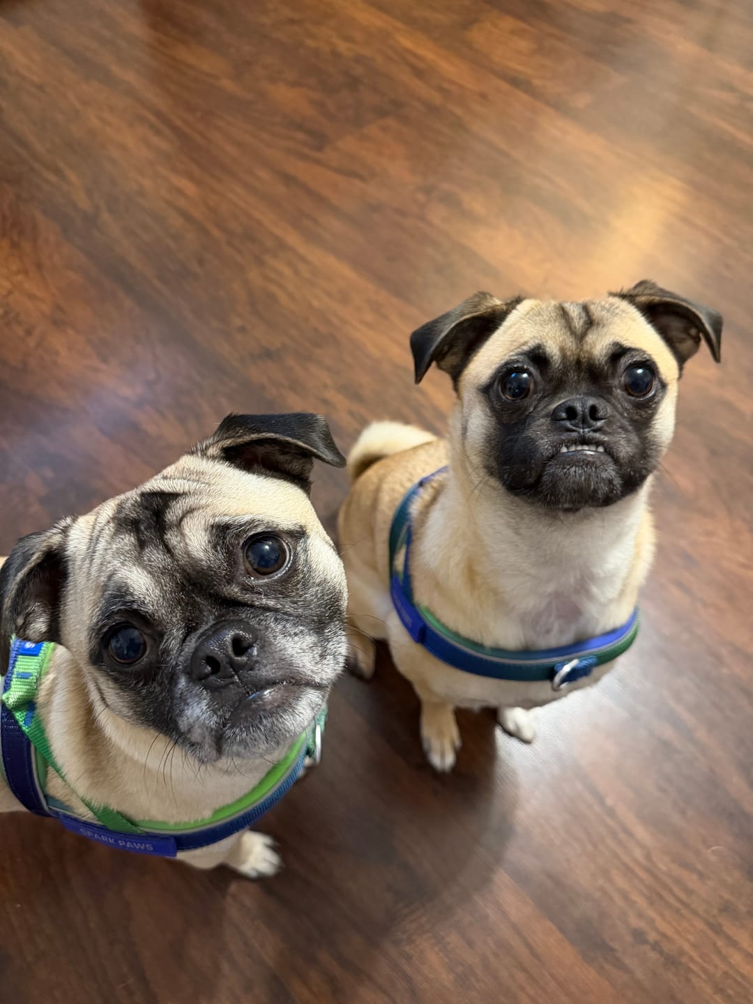 Customer photo review of Grab & Go Harness - Lime Wave