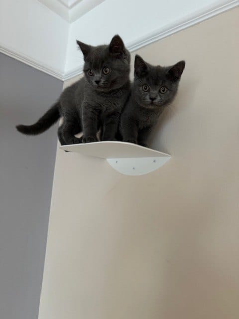Customer photo review of STYA Katzen Kletterwand | Katzen Treppe WL140 | Mit 3 Stufen