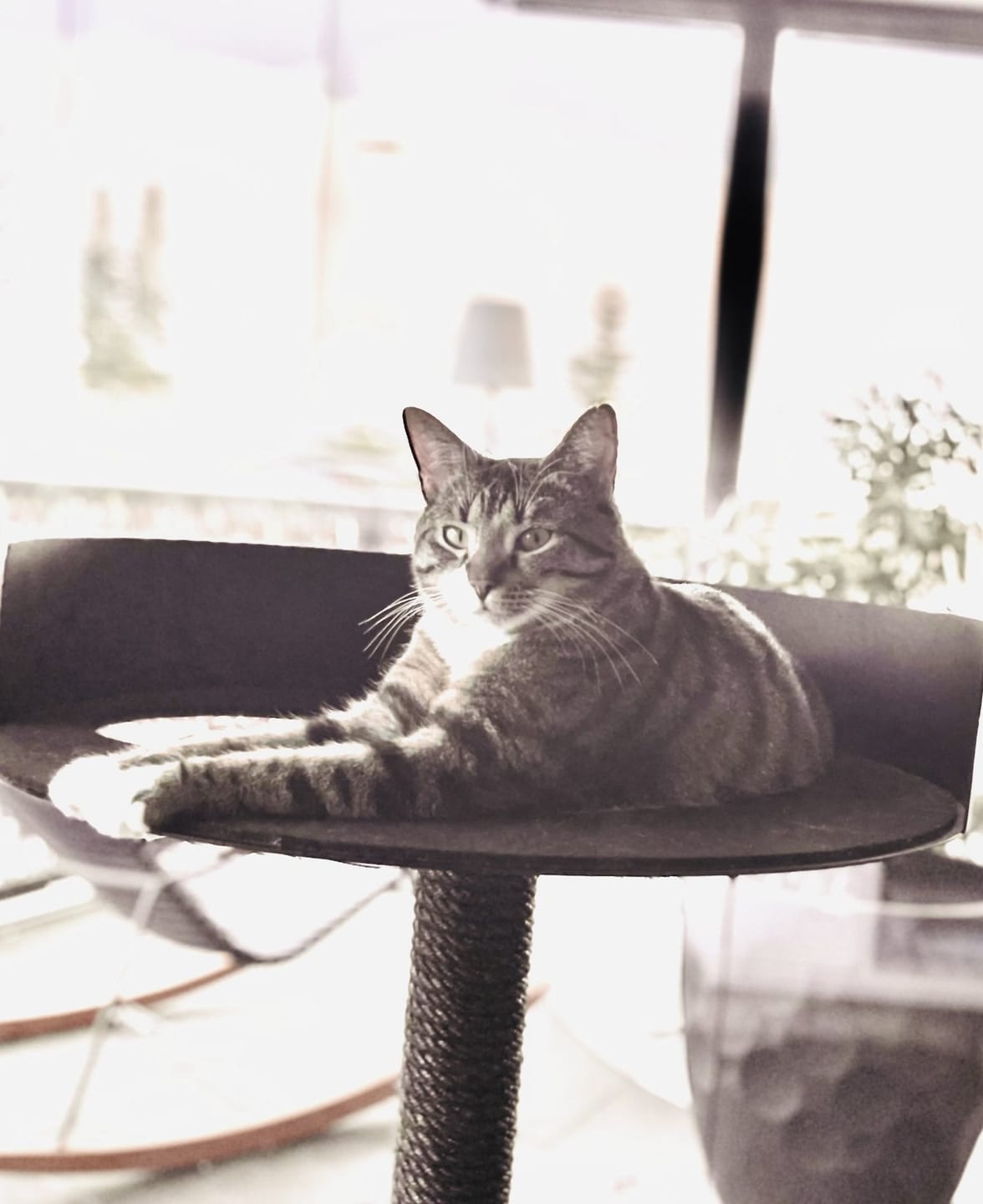 Customer photo review of STYA Katzen Kratzbaum MS510