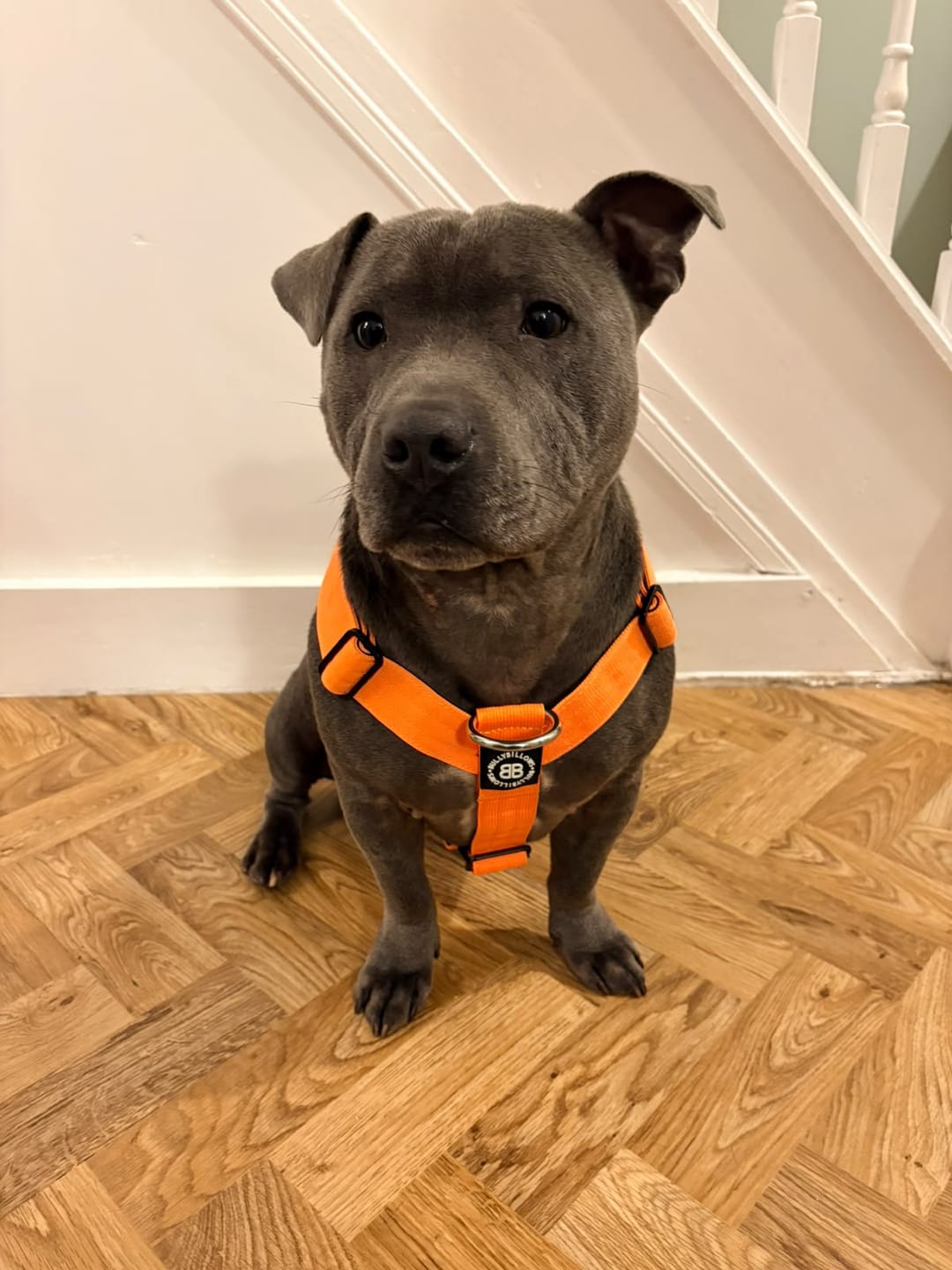 Customer photo review of Anti-Pull TRI-Harness® | Training Dog Harness for All Breeds - Orange