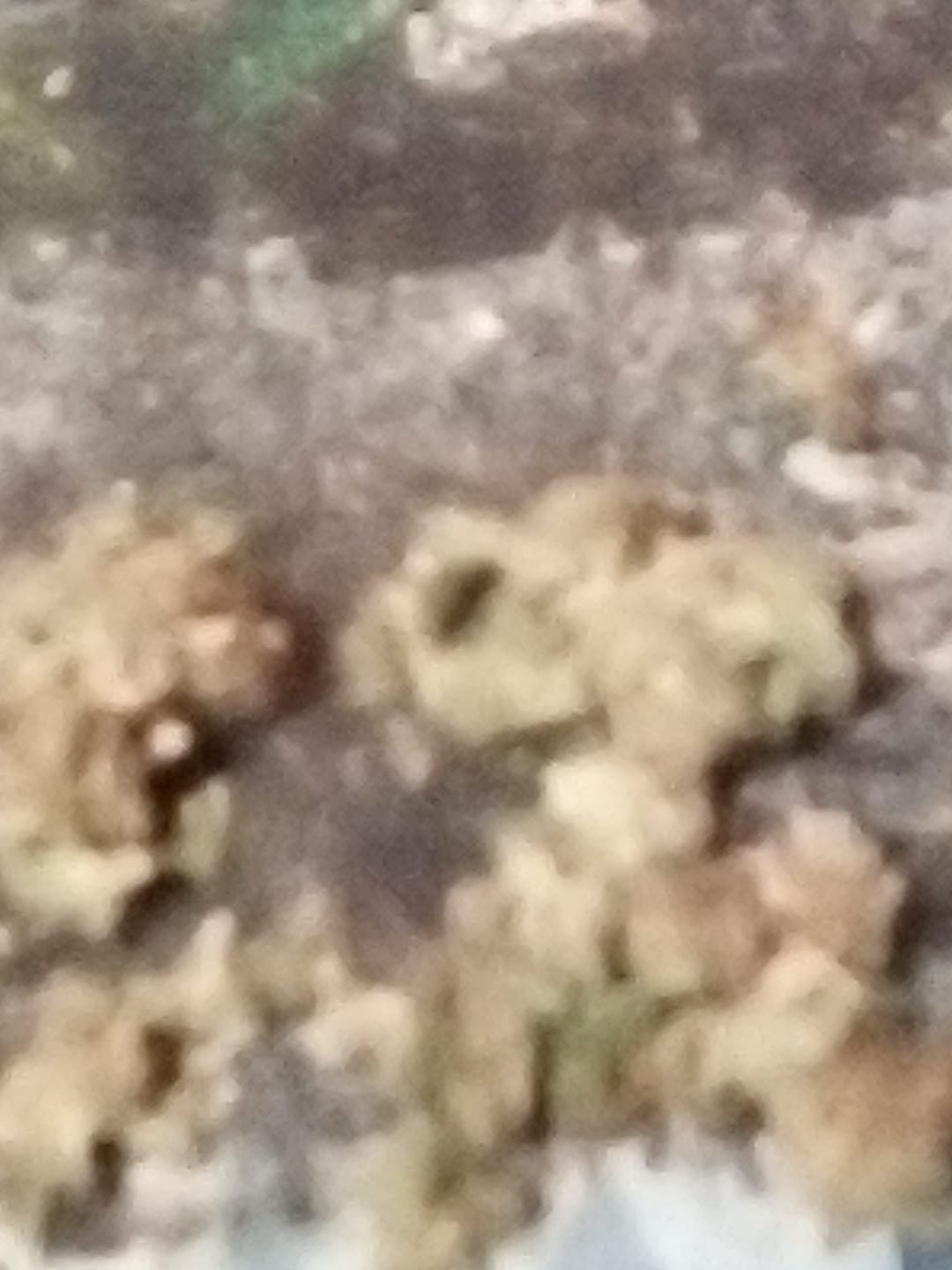 Customer photo review of Acapulco Gold THCA Flower