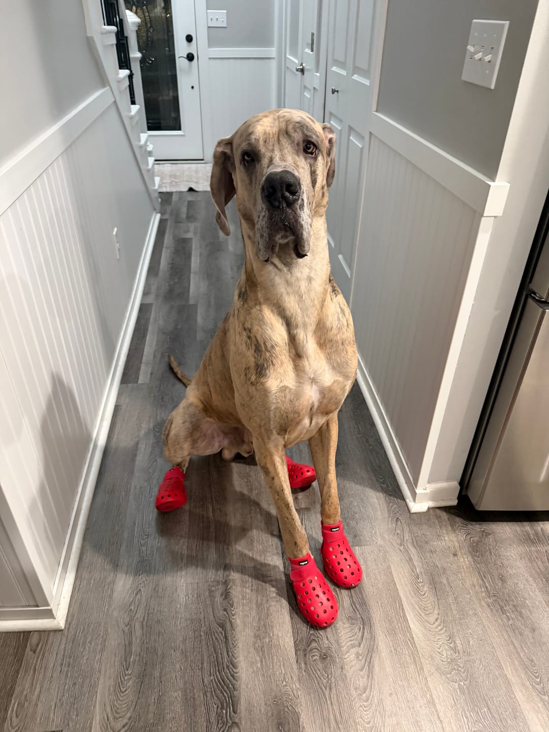 Customer photo review of WagWellies® Mojave