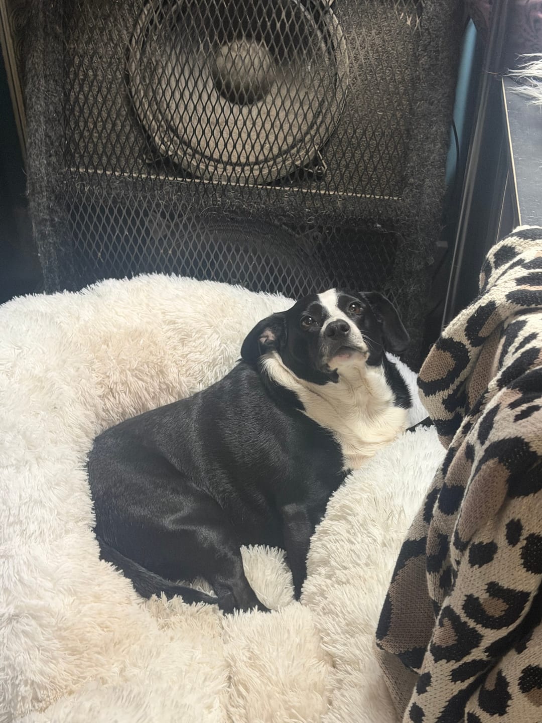Customer photo review of The Original Fluffy Bean® Pet Bed