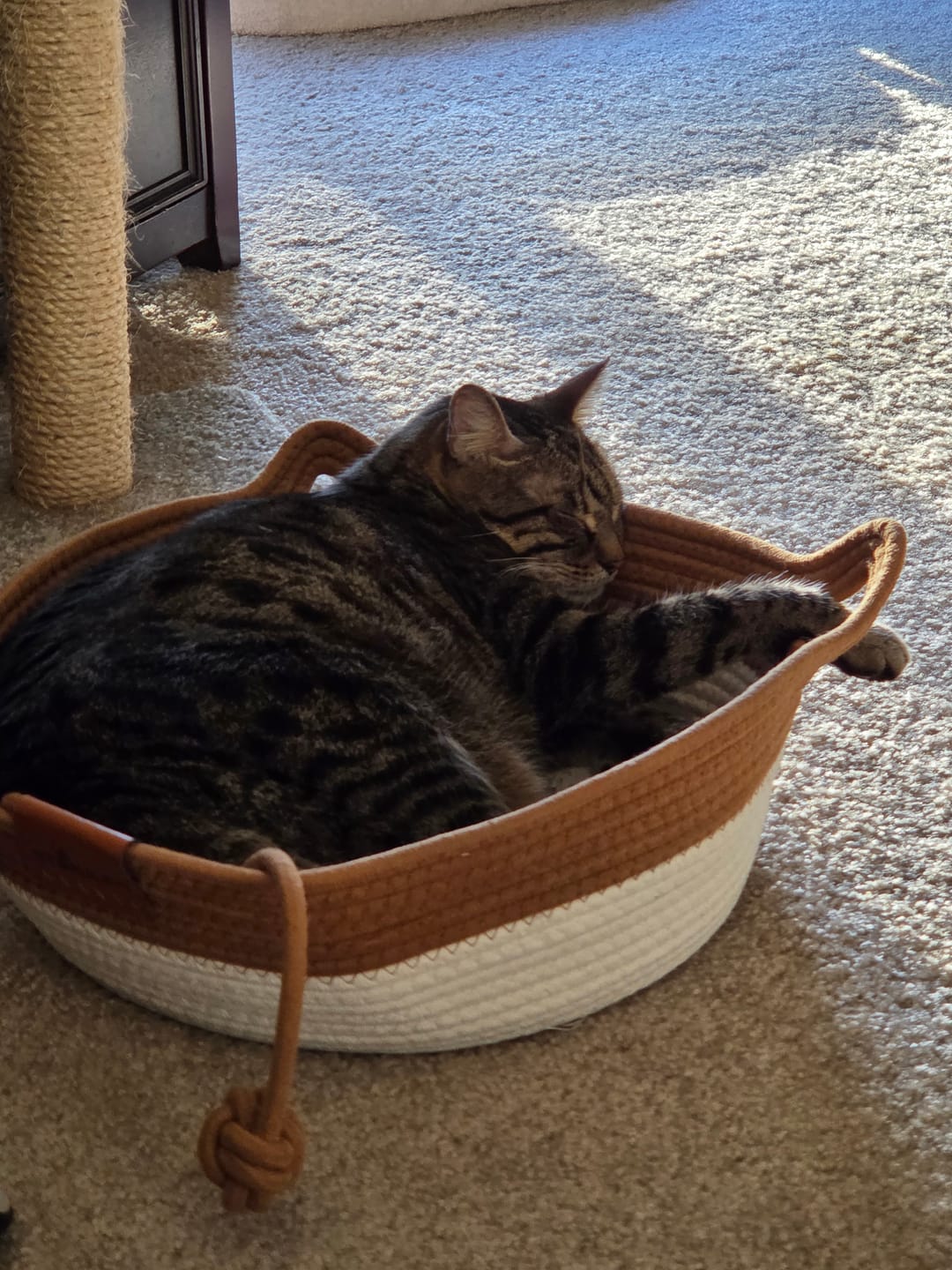 Customer photo review of Instinct Basket | Meet the first research-backed natural territory for indoor cats