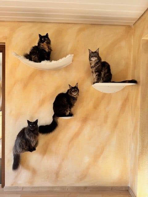 Customer photo review of STYA Katzen Kletterwand | XXL Hängematte WL170