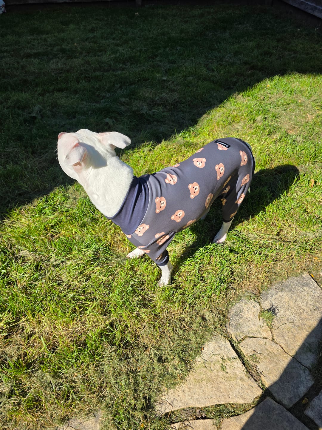 Customer photo review of Dog Pajama - Bear Black
