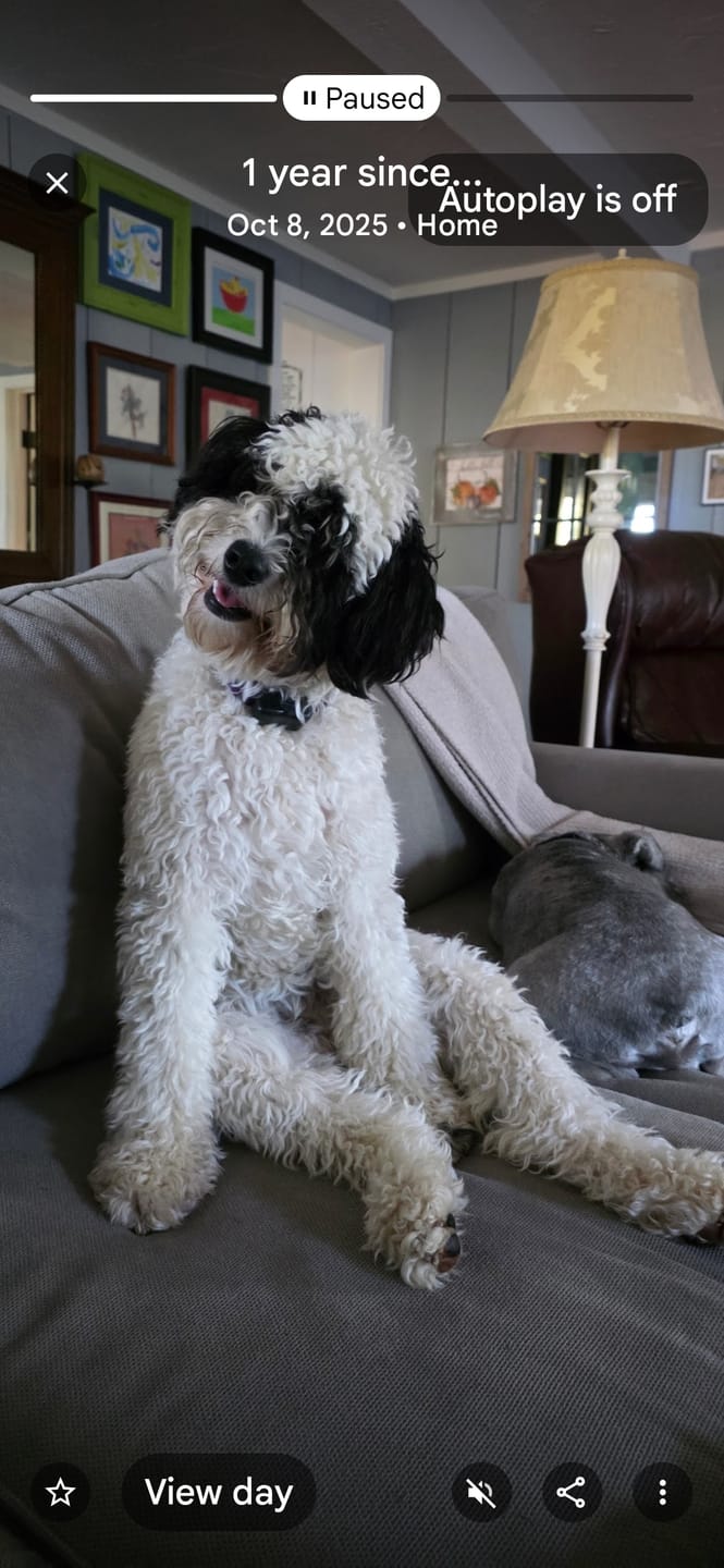 Customer photo review of Personalized Pet Line Art Long Sleeve T-Shirt