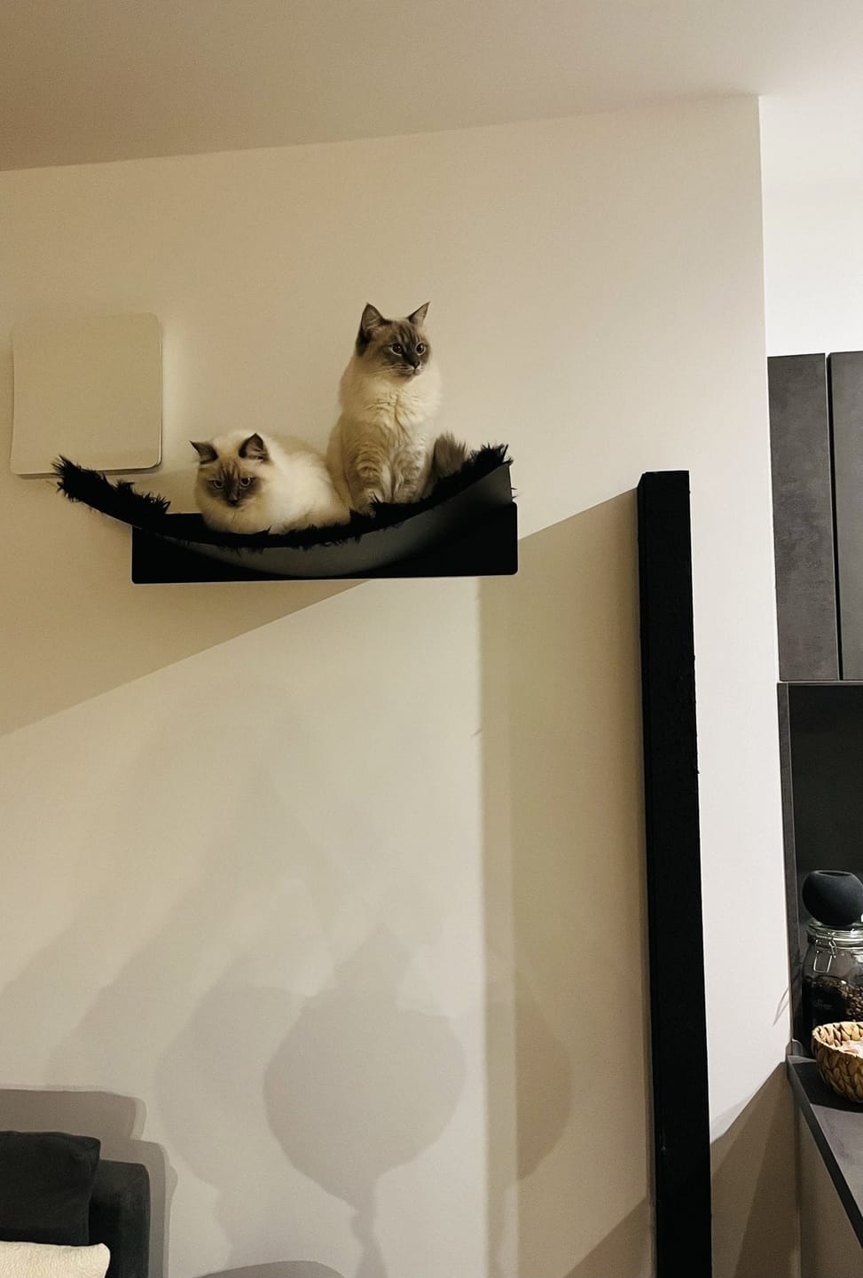 Customer photo review of STYA Katzen Kletterwand | XXL Hängematte WL370