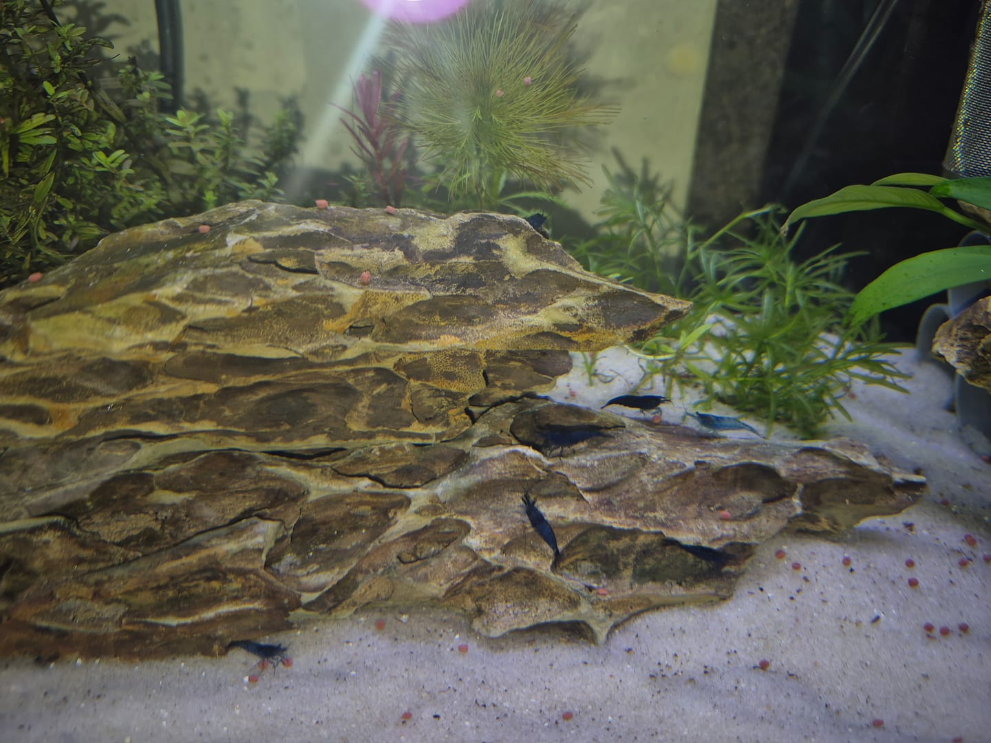 Customer photo review of Blue Dream Shrimp (Deep Blue Neocaridina)
