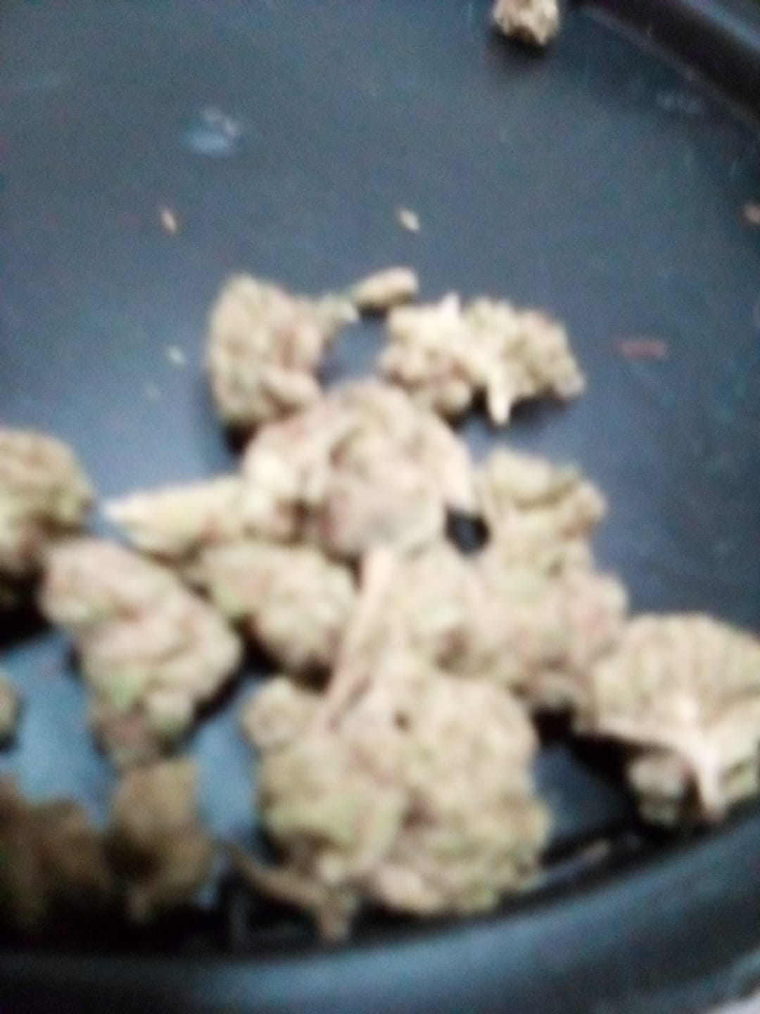 Customer photo review of Bulk THCA Flower Pounds