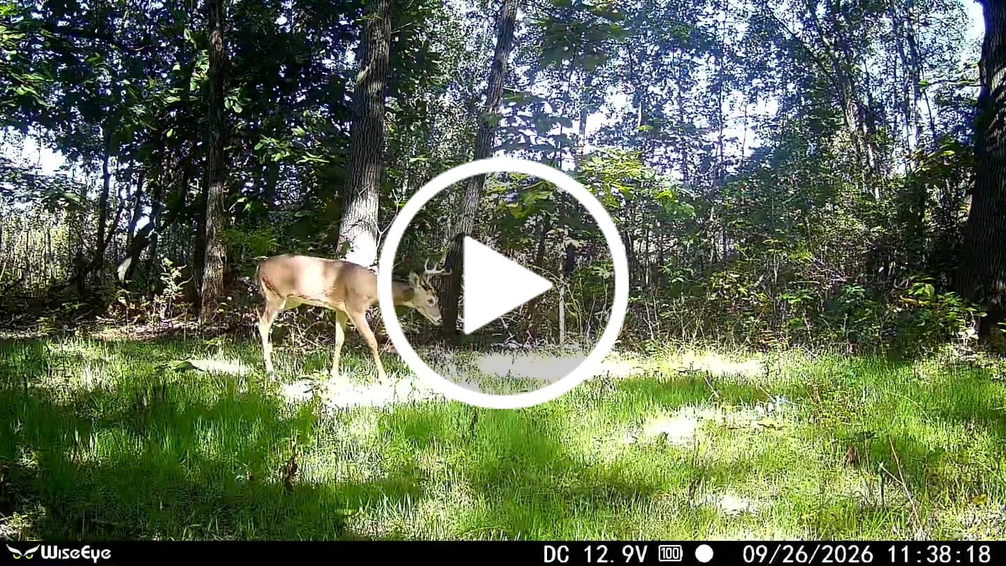 Customer video review of 3-Way Grainz Food Plot Seed