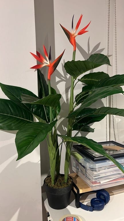 Customer photo review of Isadora · Planta Ave del Paraíso 100cm