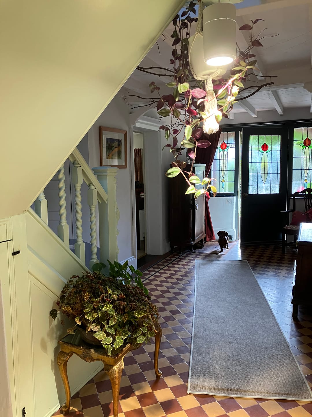 Customer photo review of Claria Grow Light Pendant: Grow Anywhere