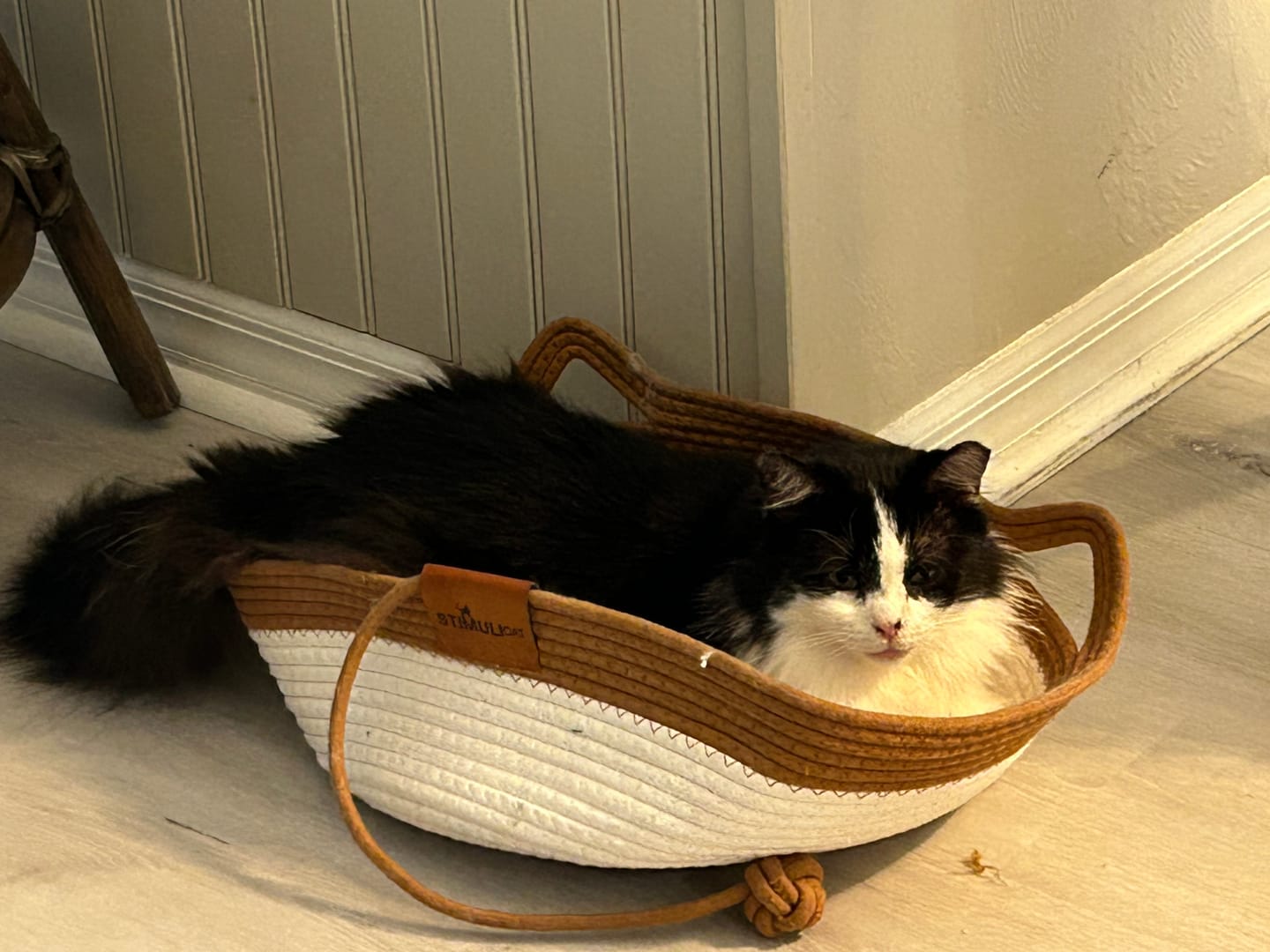Customer photo review of Instinct Basket | Meet the first research-backed natural territory for indoor cats