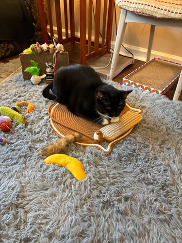 Customer's black and white cat resting comfortably on the brown Instinct Mat scratching mat.