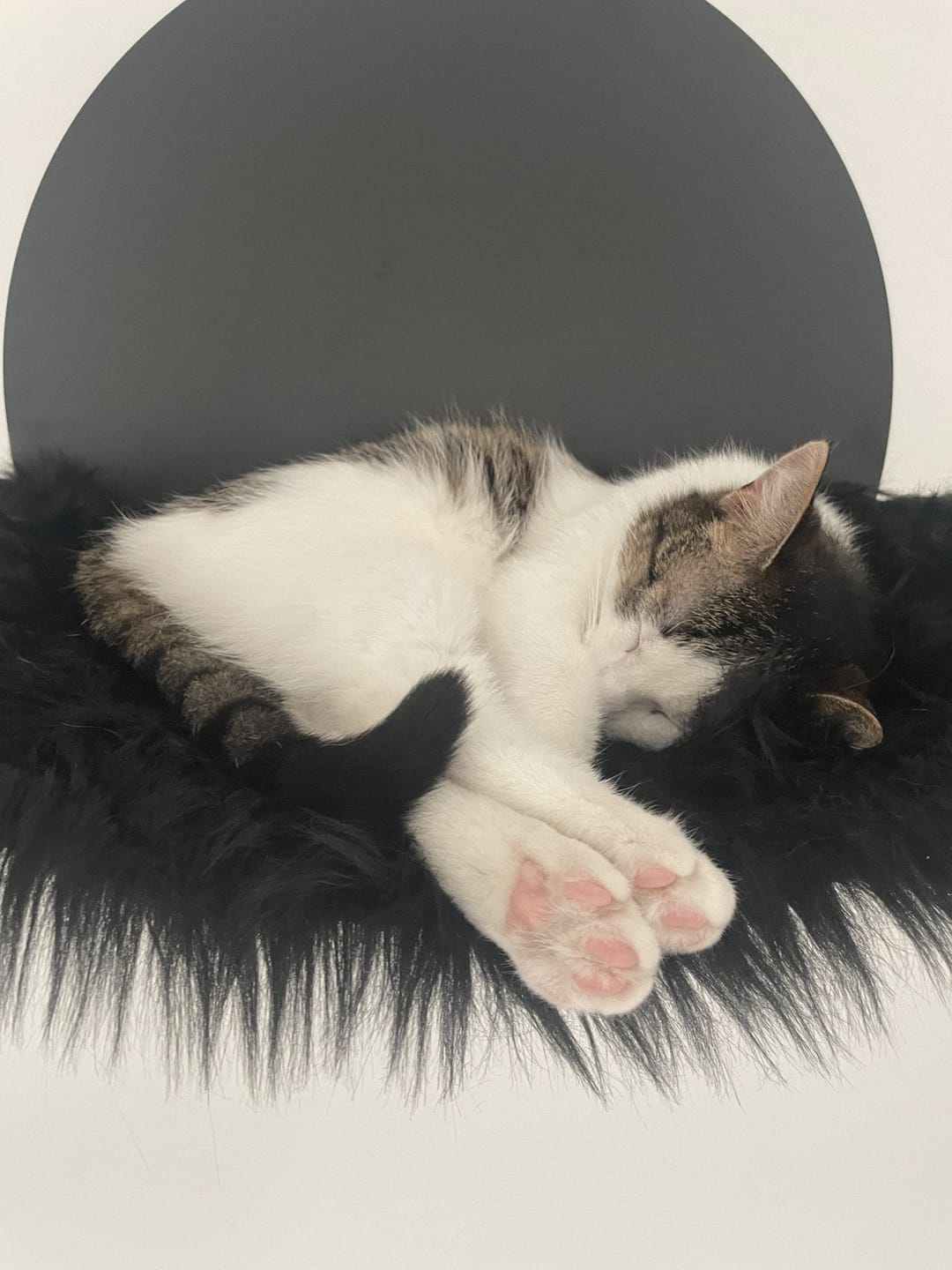 Customer photo review of STYA Katzen Kletterwand | Hängematte WL110