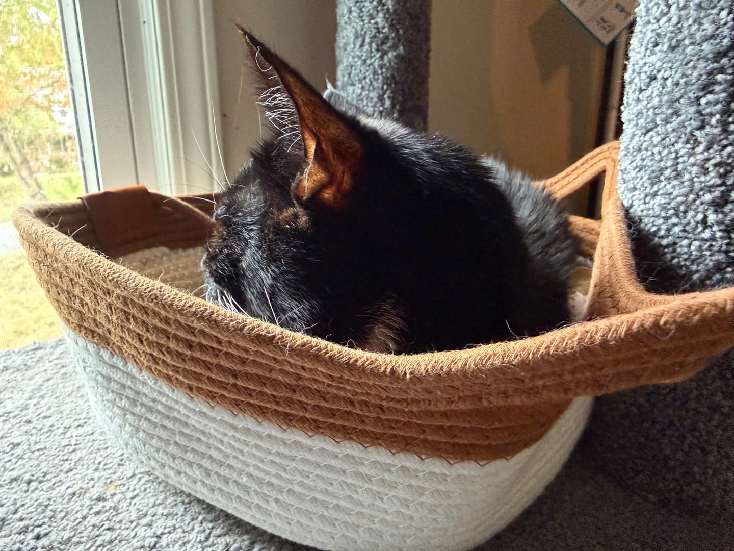 Customer photo review of Instinct Basket | Meet the first research-backed natural territory for indoor cats
