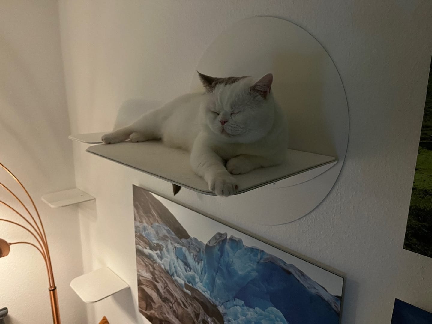 Customer photo review of STYA Katzen Kletterwand | Katzen Treppe WL140 | Mit 3 Stufen
