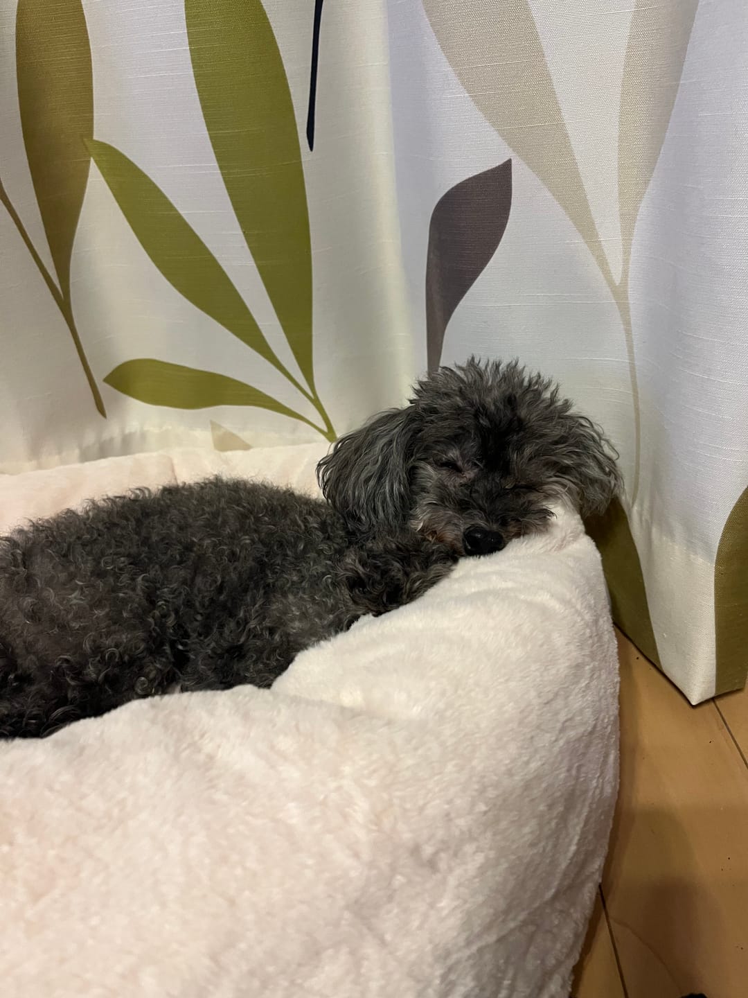 Customer photo review of 替えカバー（日本製クッションベッド専用）