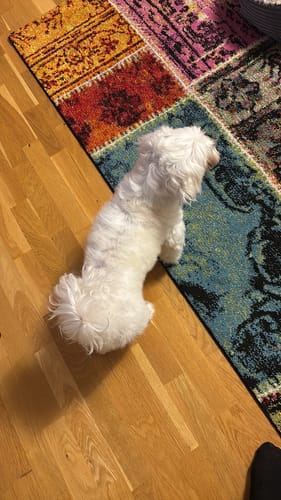 Customer's kleiner weißer Hund mit flauschigem Fell steht auf einem bunten Teppich, Ergebnis des Hundeshampoo Easy Clean.