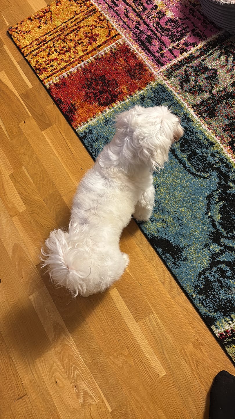 Customer photo review of Hundeshampoo Easy Clean – Tiefenreinigung und Volumen