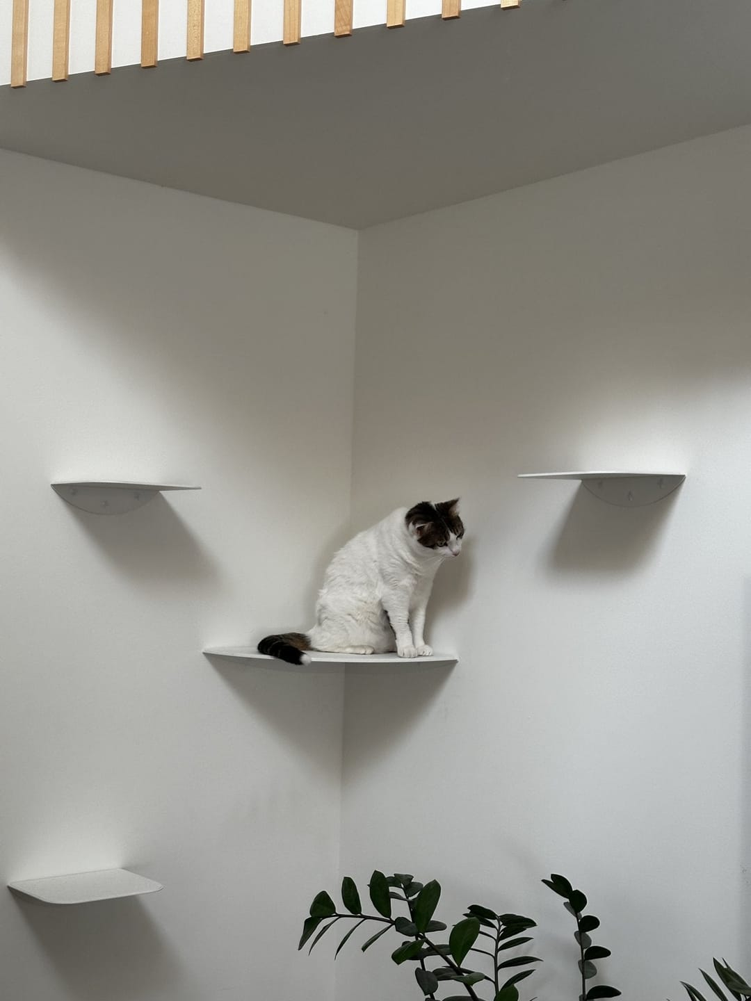Customer photo review of STYA Katzen Kletterwand | Eckstufe WL160