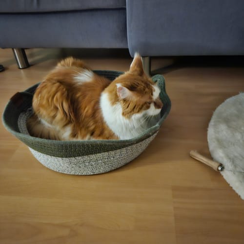 Kunde zeigt den Fellnest Katzenkorb, in dem seine Maine Coon Katze gemütlich auf dem Boden ruht.
