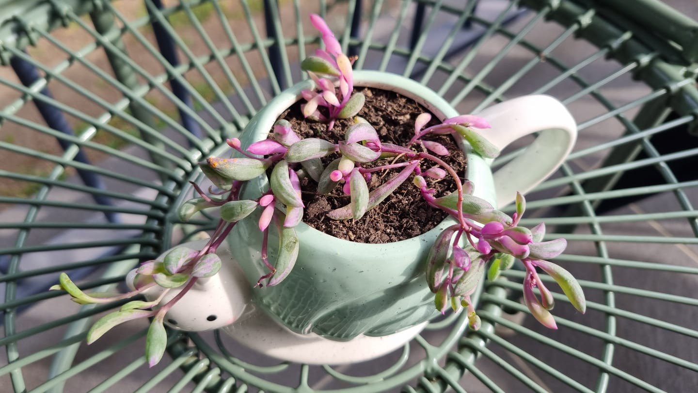 Customer photo review of Othonna capensis variegated 'Opal Necklace'
