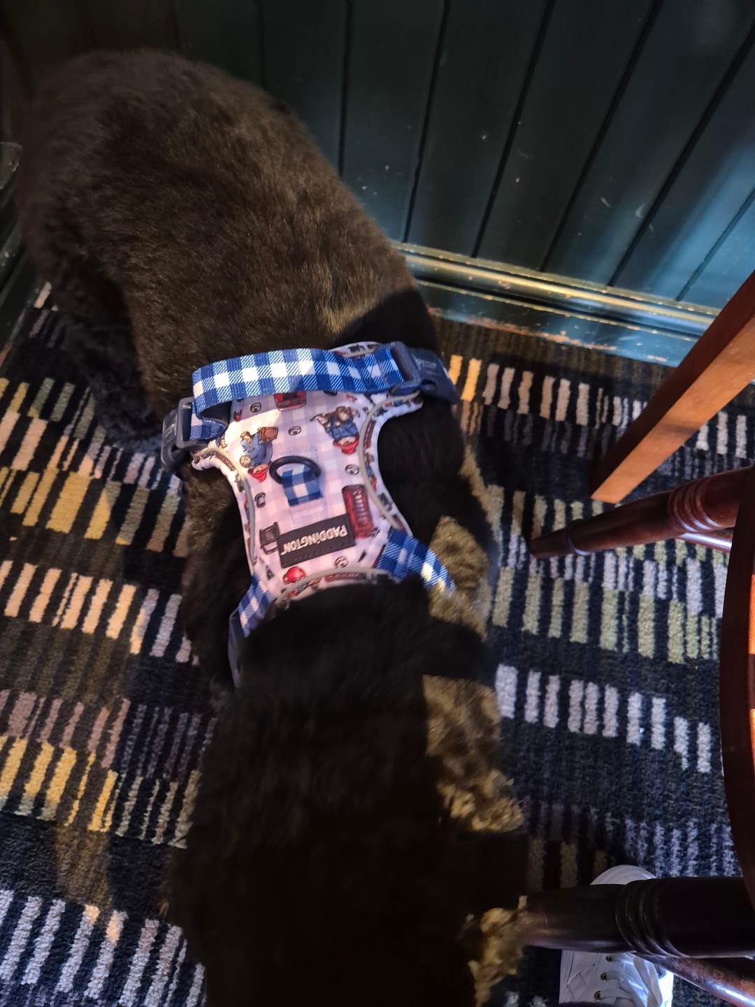 Customer photo review of Paddington™ Tough Trails™ Harness - London