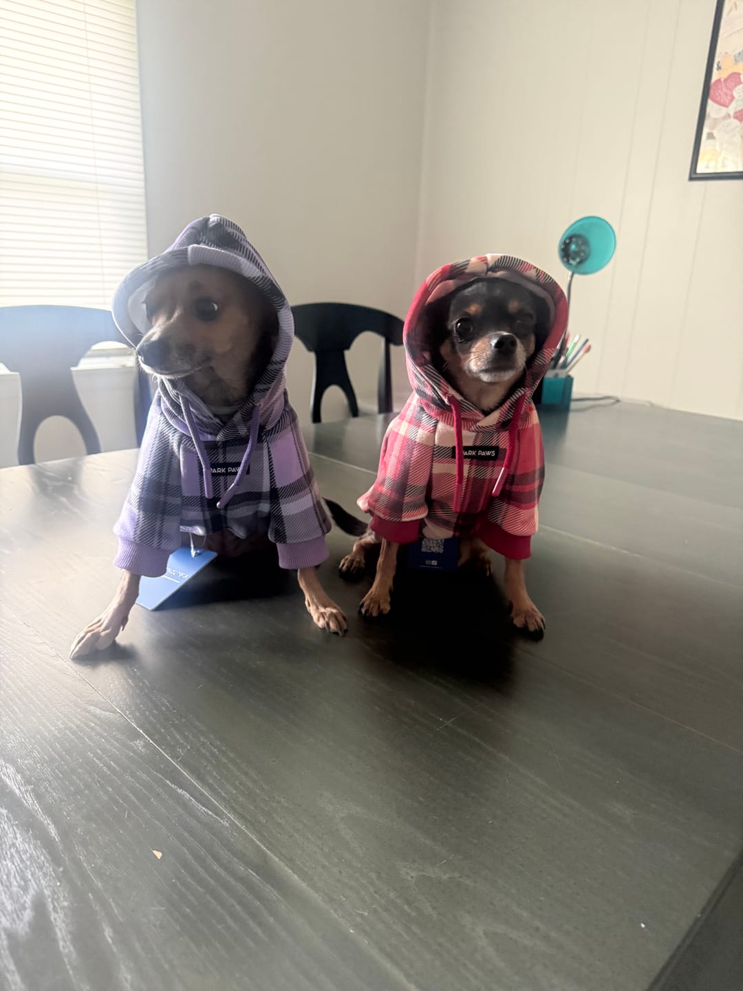 Customer photo review of Plaid Dog Hoodies
