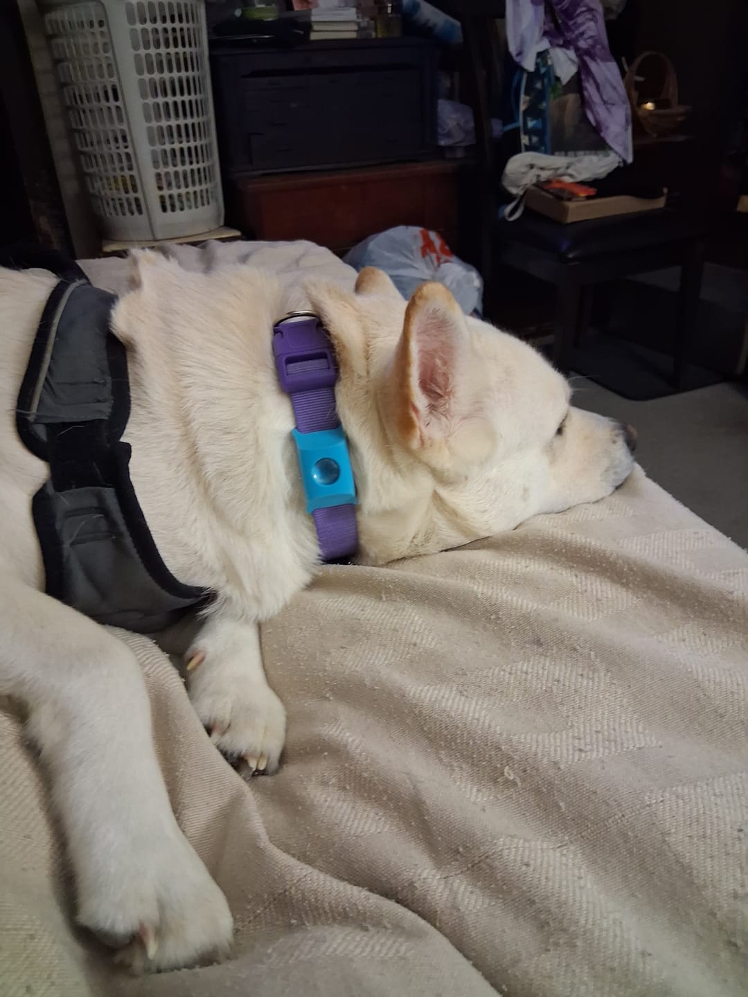 Customer photo review of FurLife™ 12 Months Flea and Tick Free